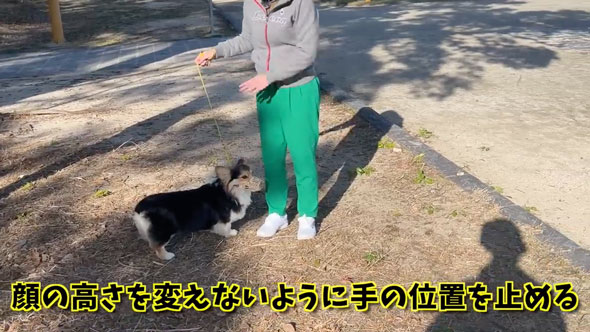 愛犬の拾い食いを秒でやめさせる方法