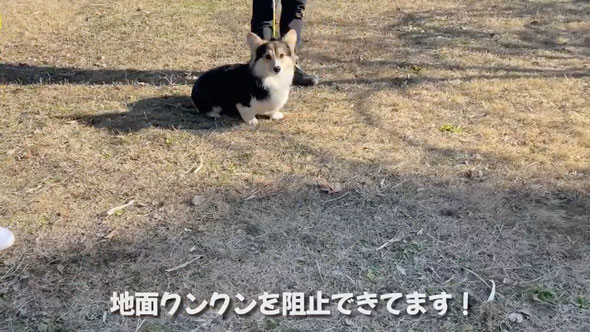 愛犬の拾い食いを秒でやめさせる方法