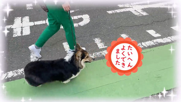 愛犬の拾い食いを秒でやめさせる方法