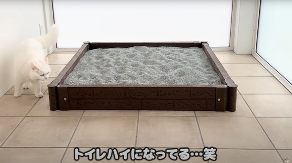 猫に砂場をプレゼント