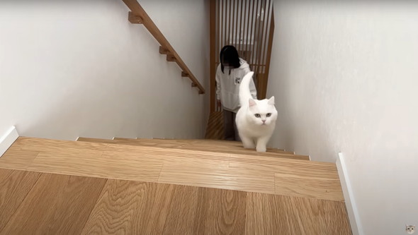 猫に砂場をプレゼント