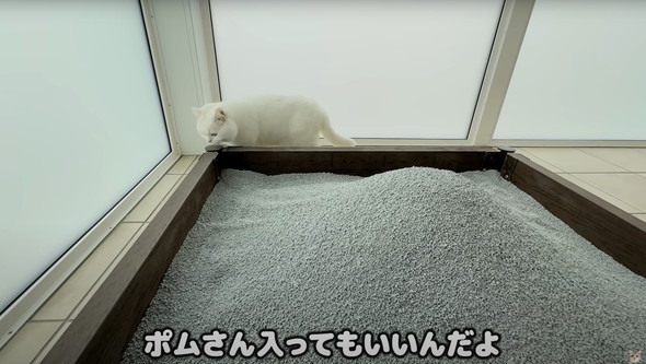 猫に砂場をプレゼント