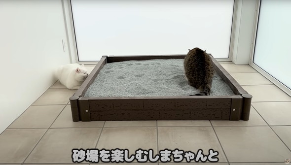 猫に砂場をプレゼント
