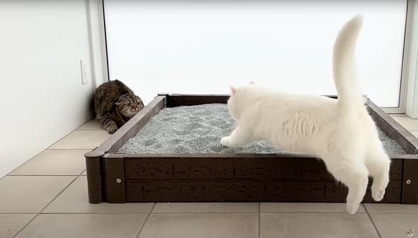 猫に砂場をプレゼント