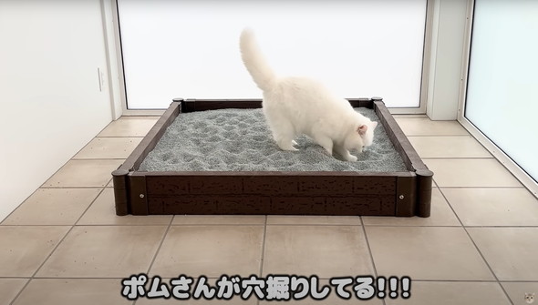 猫に砂場をプレゼント