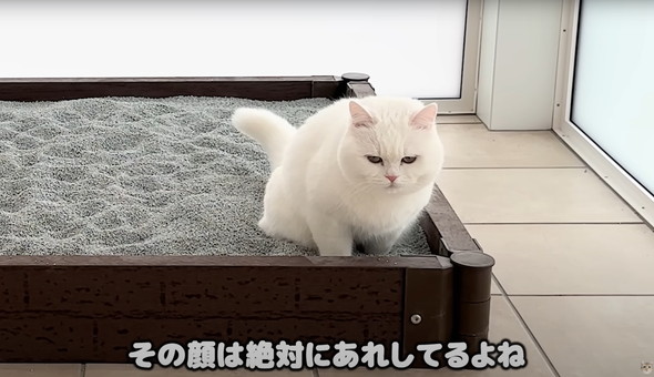 猫に砂場をプレゼント