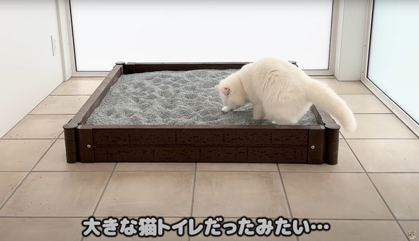 猫に砂場をプレゼント