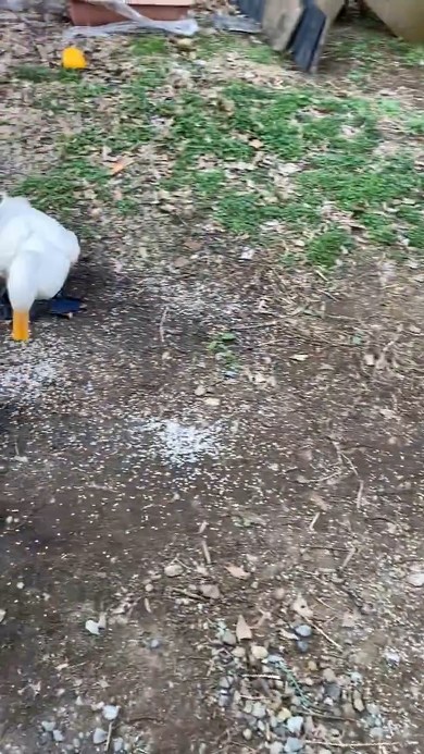 米を見るアヒル