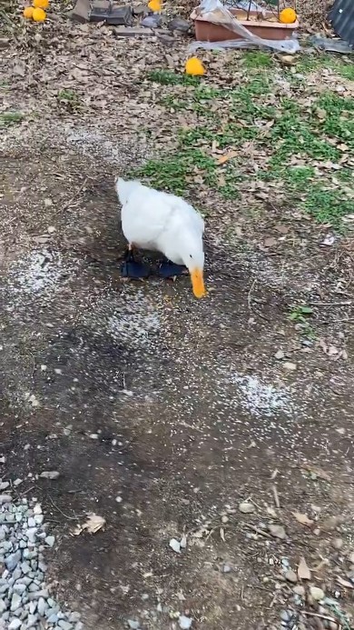 米を食べるアヒル