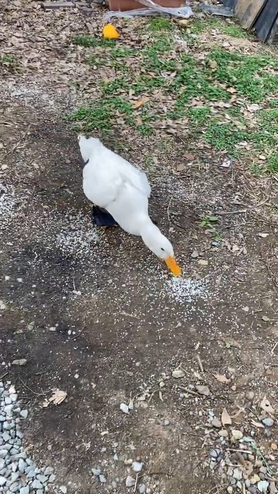 米をつつくアヒル