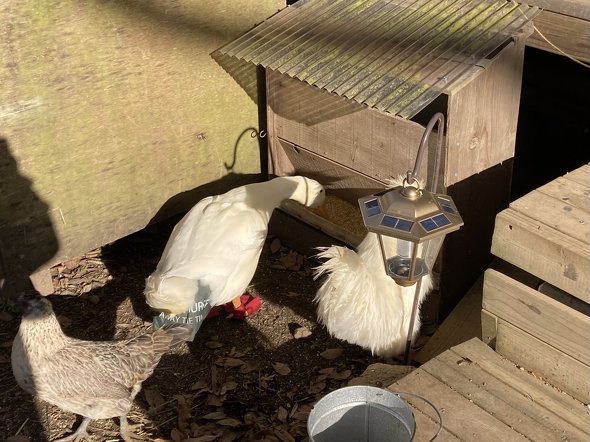 ニワトリのエサを食べるアヒル