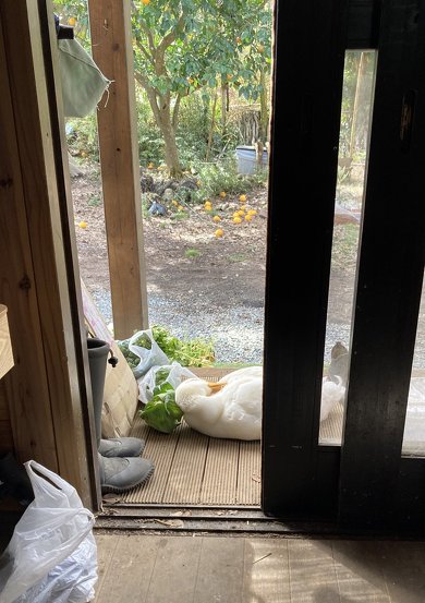 外で寝るアヒル