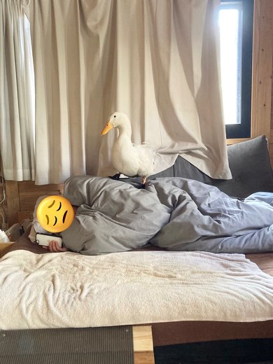 飼い主に乗るアヒル