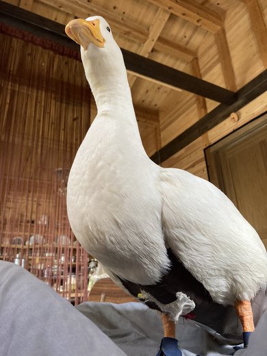 見下ろすアヒル