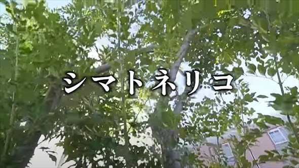 植えてはいけない悪魔の木