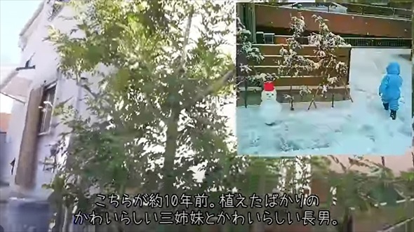 植えてはいけない悪魔の木