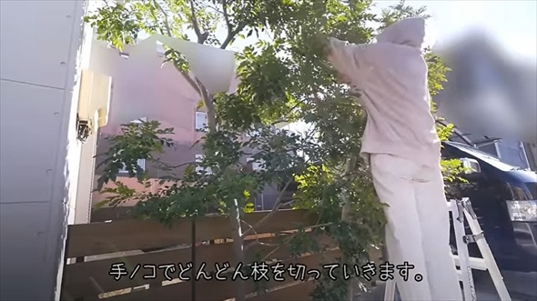 植えてはいけない悪魔の木