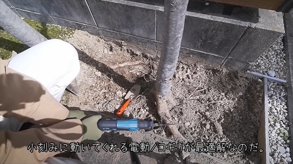 植えてはいけない悪魔の木