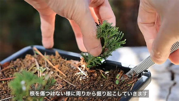 掘り出していきます