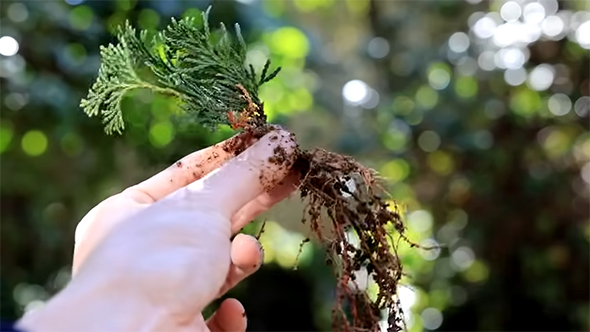 土の付いたヒノキの苗