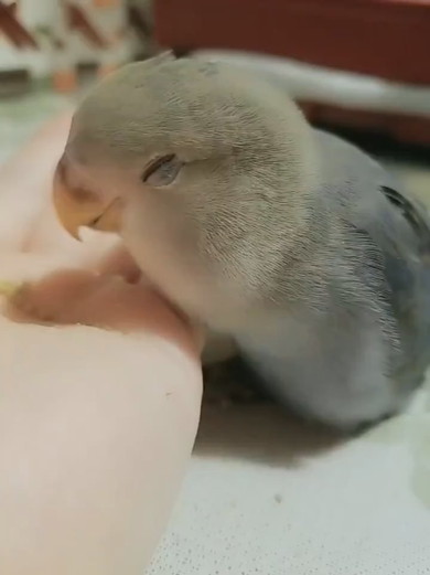 食事中にほほ笑むコザクラインコ