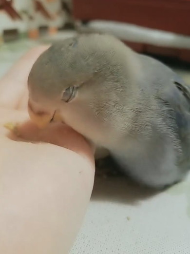 食事中にほほ笑むコザクラインコ