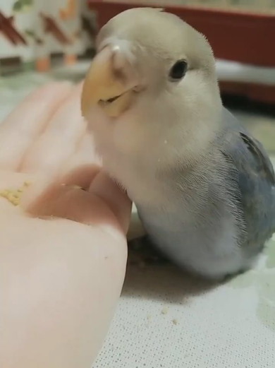 食事中にほほ笑むコザクラインコ