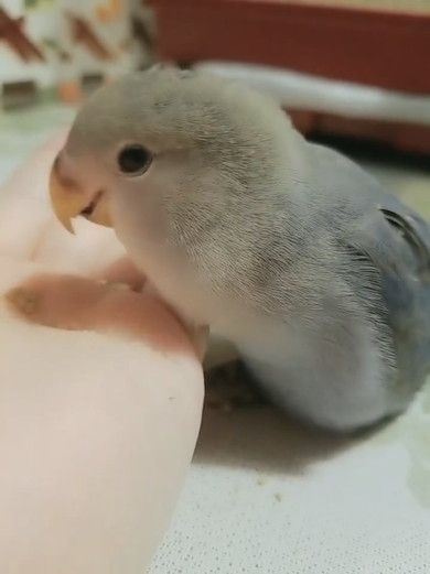 食事中にほほ笑むコザクラインコ