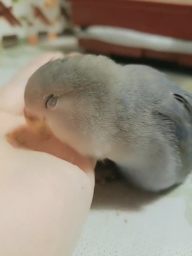 食事中にほほ笑むコザクラインコ