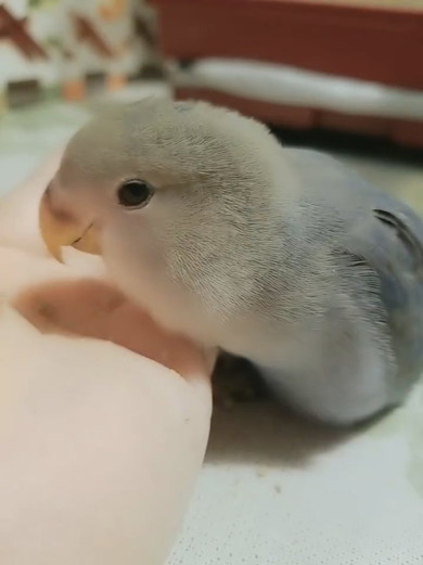 食事中にほほ笑むコザクラインコ