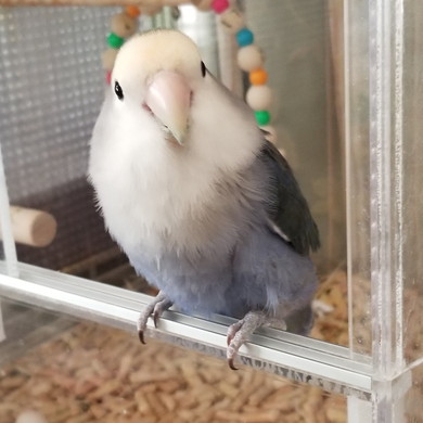 カメラを見るコザクラインコ