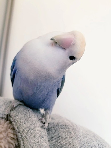 首をかしげるコザクラインコ