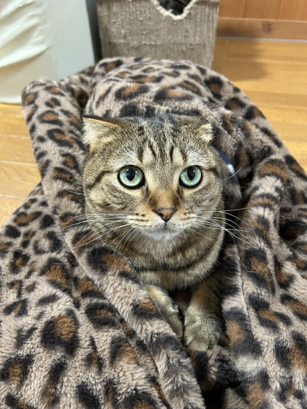 毛布に包まれる猫