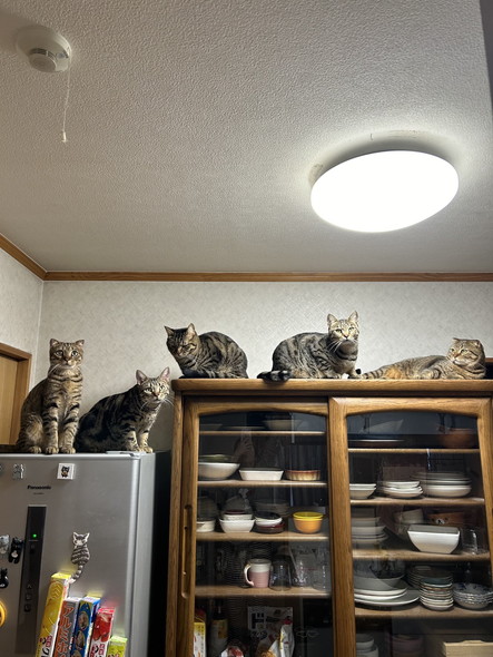 棚の上にキジトラたち