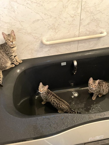 お風呂にキジトラたち
