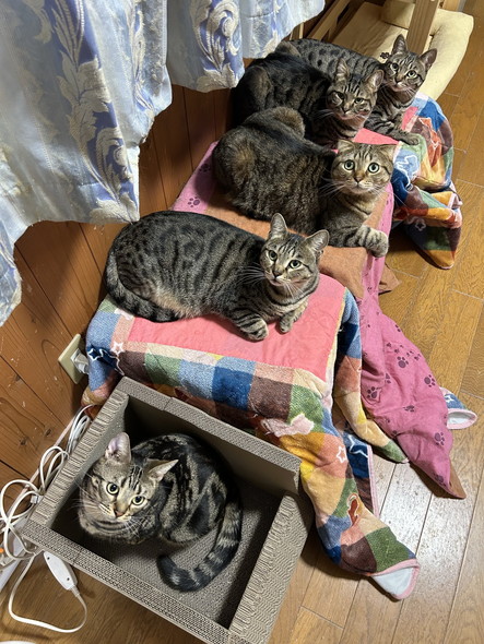 こたつに集まるキジトラたち