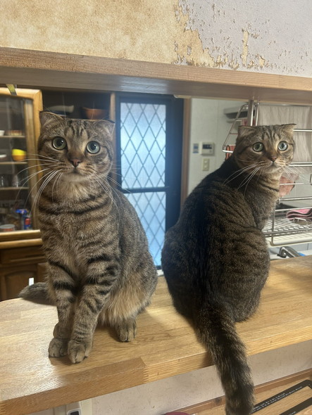 キッチンにキジトラ2匹