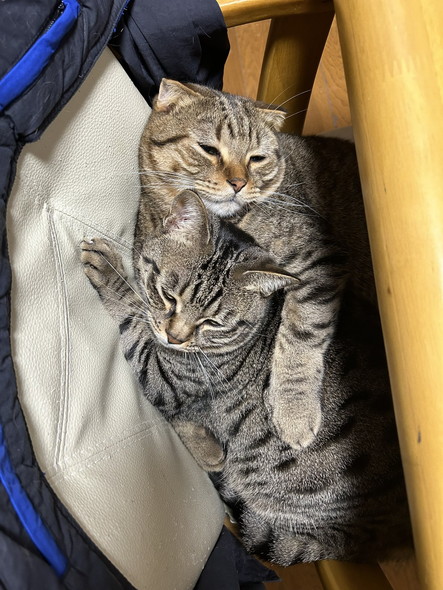 猫を抱きしめる猫