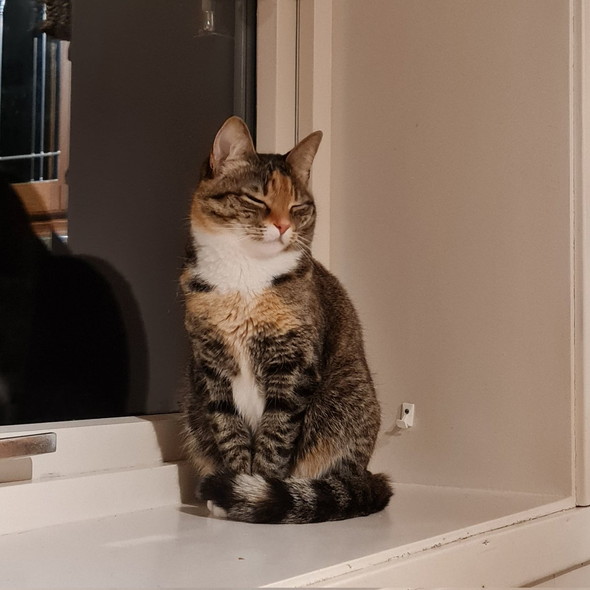 眠そうな猫ちゃん