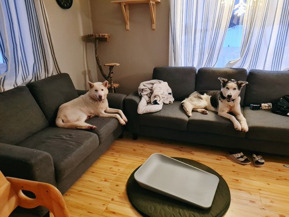 ソファにワンコ2匹