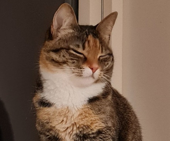 眠そうな猫ちゃん