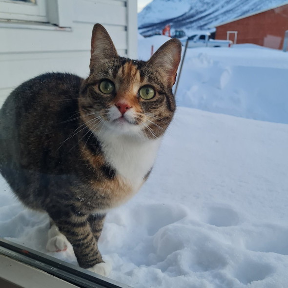 雪をバックにアップの猫ちゃん