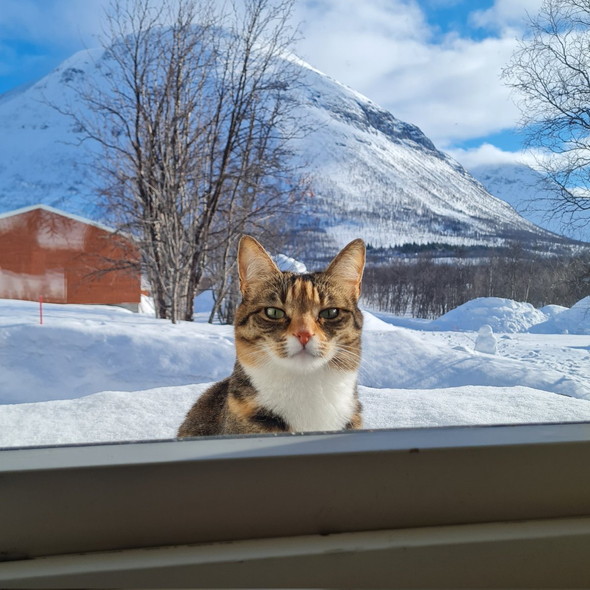 窓から見てる猫ちゃん