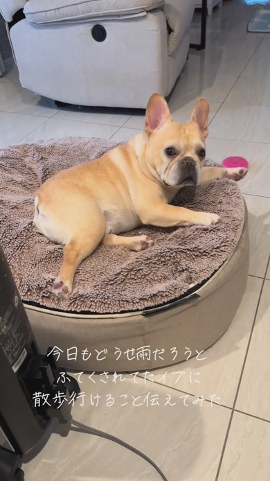 雨天で散歩に行けないと思いふてくされてしまったワンコ