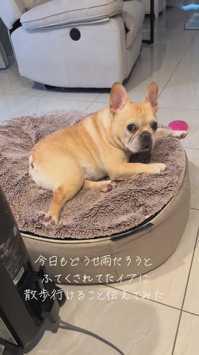 雨天で散歩に行けないと思いふてくされてしまったワンコ