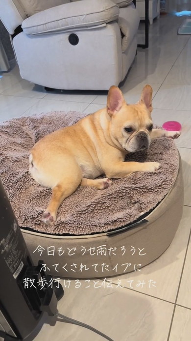 雨天で散歩に行けないと思いふてくされてしまったワンコ