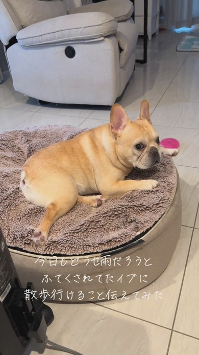 雨天で散歩に行けないと思いふてくされてしまったワンコ