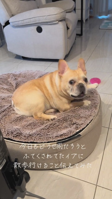 やっぱり散歩に行けると聞いてうれしそうなワンコ