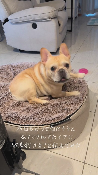 やっぱり散歩に行けると聞いてうれしそうなワンコ