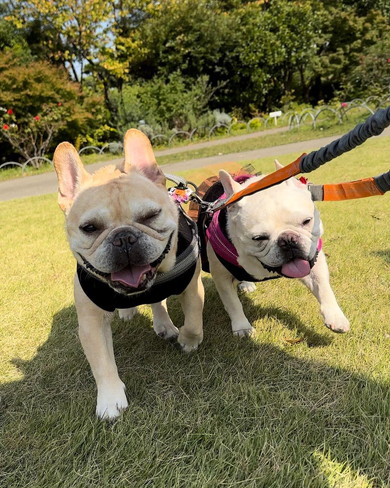 散歩中の2匹のワンコ